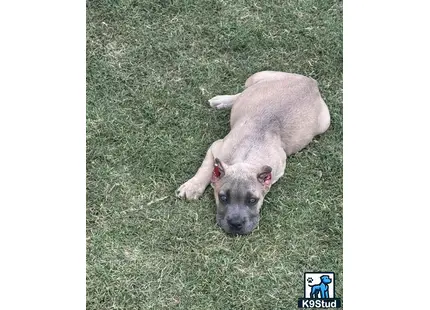 a cane corso dog lying on grass